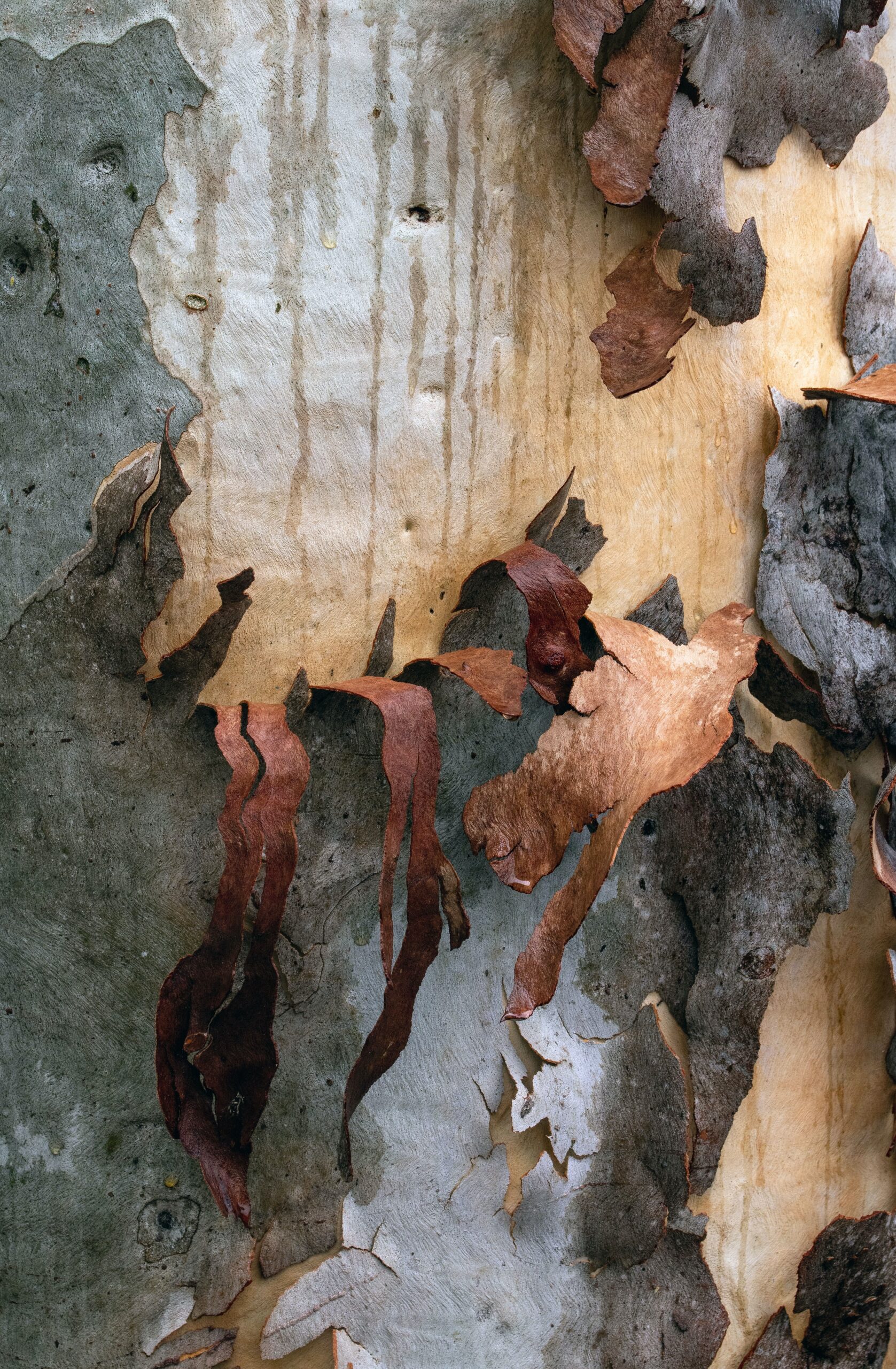 Peeling bark on a eucalypt