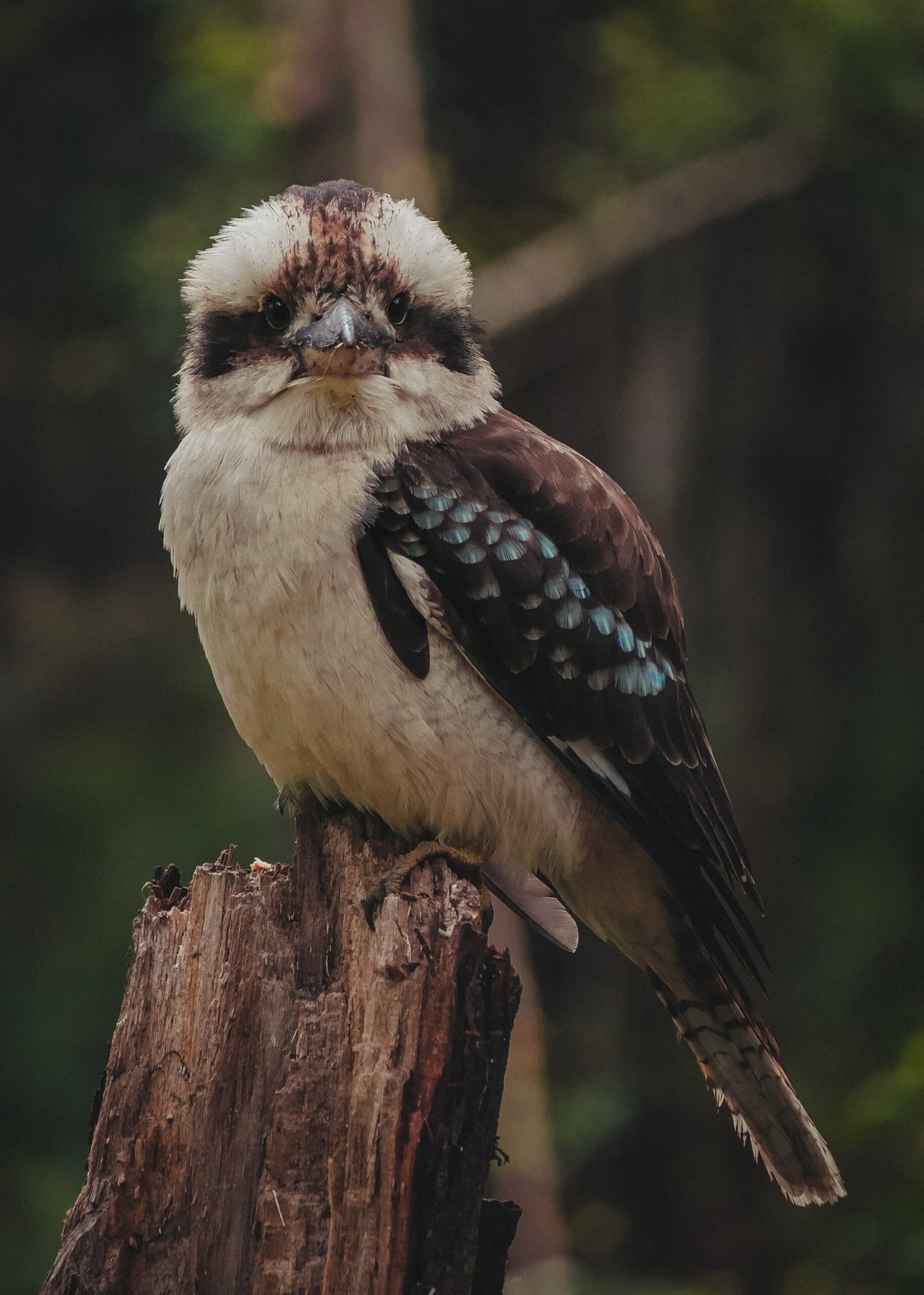 A kookaburra looking into the camera