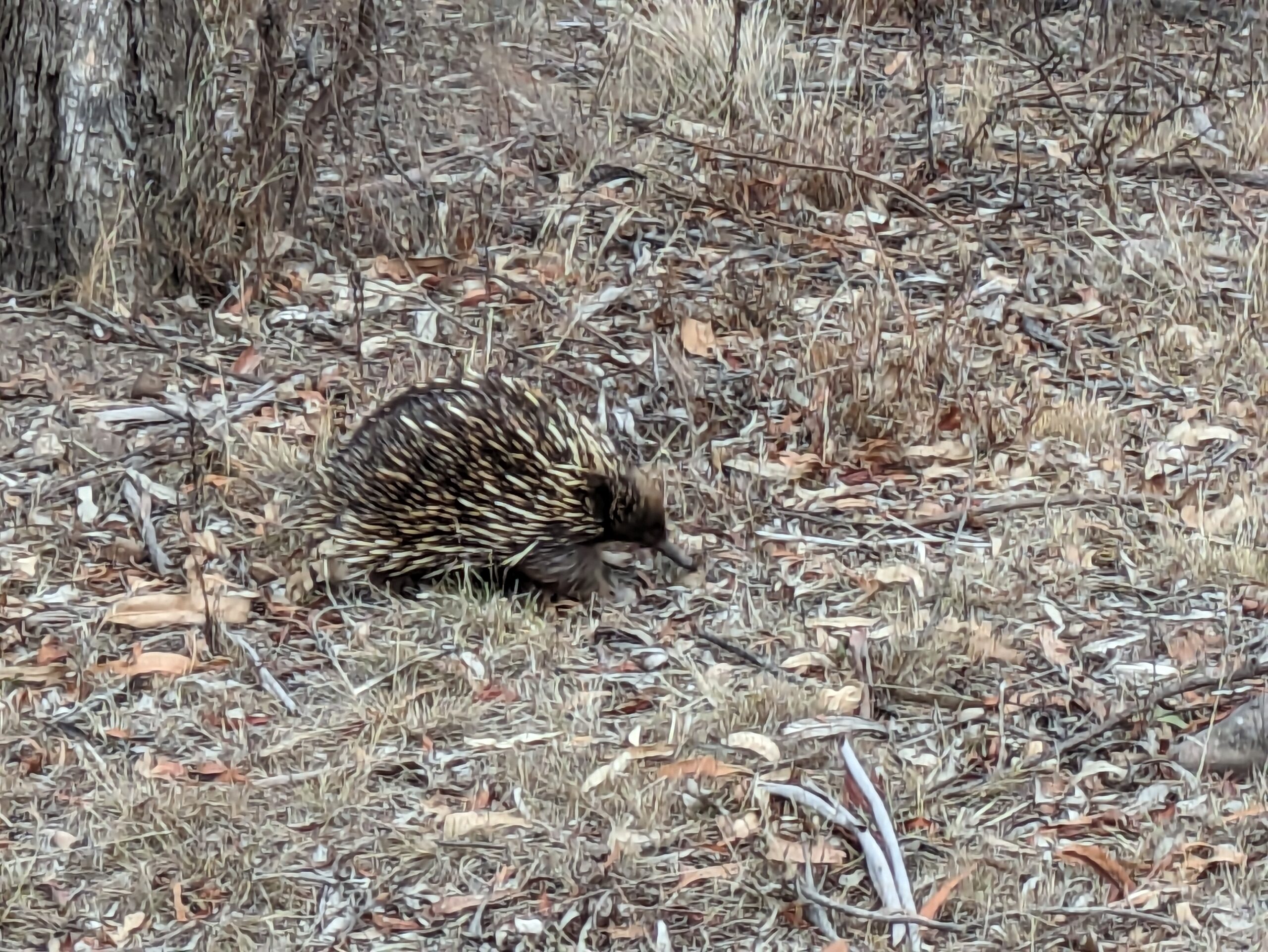 An echidna wanders across dry grass