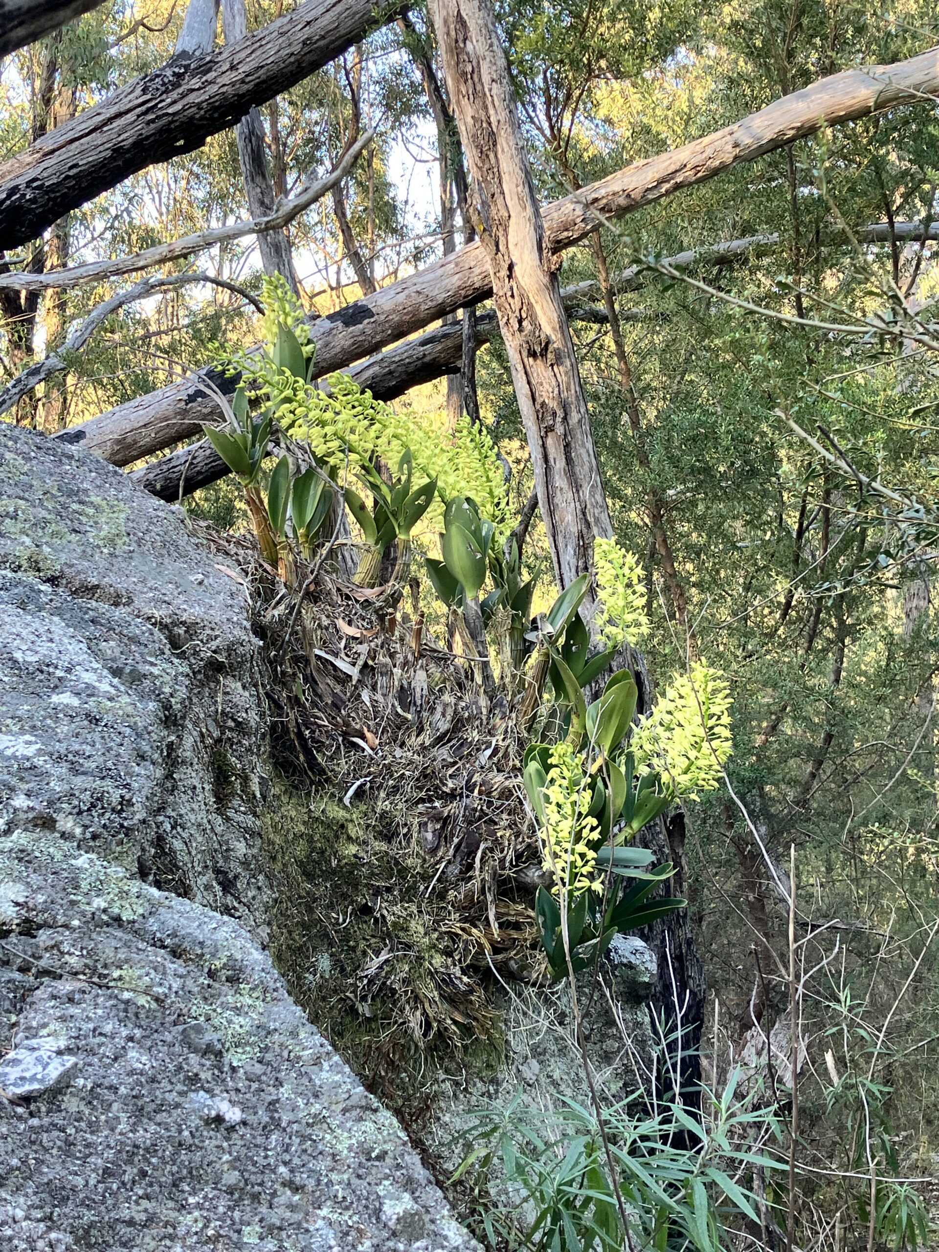 A rock lily plant in full flower. There are several flower heads and many thick leaves.