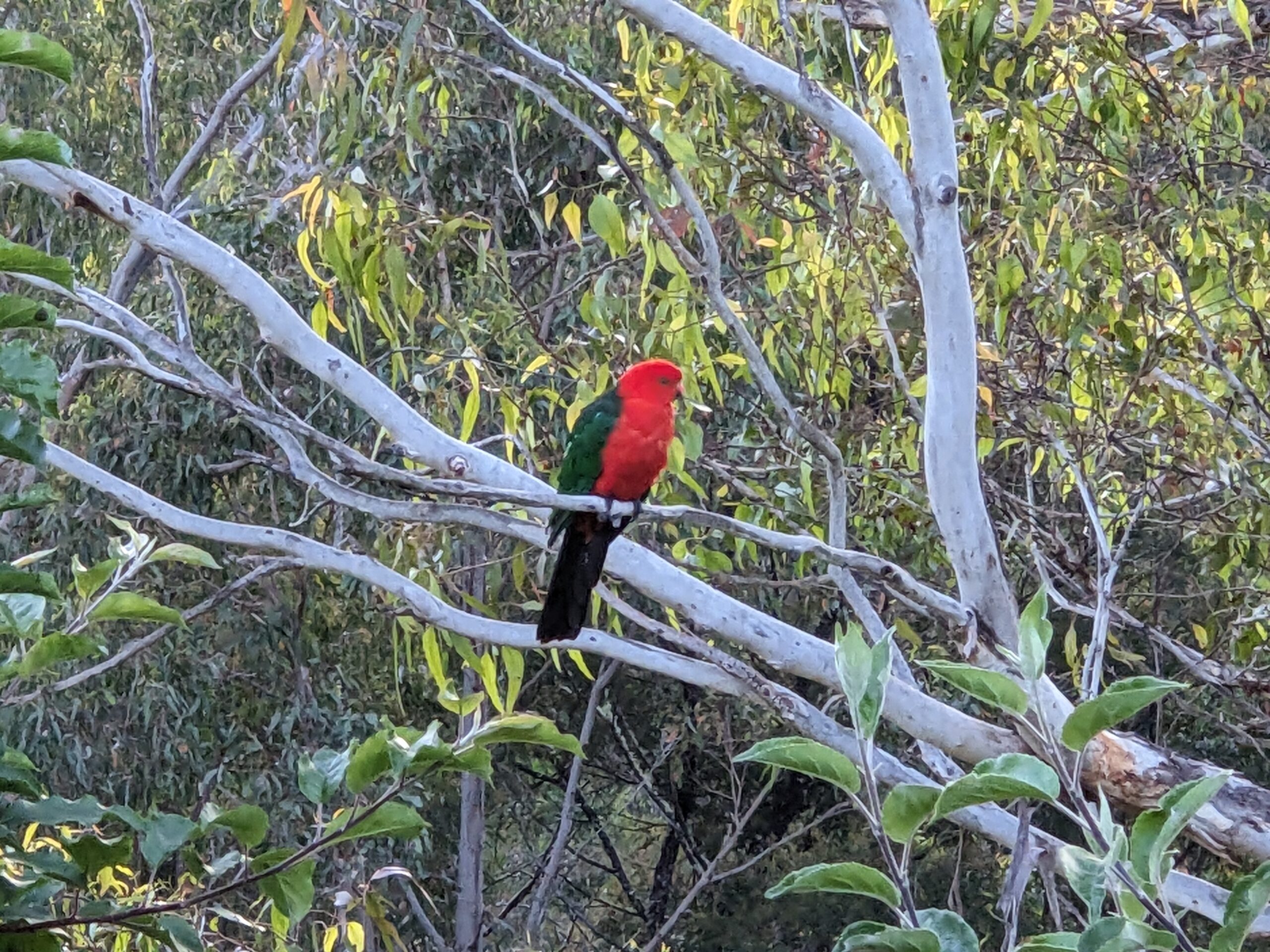 A king parrot perches in a tree. It is a verdant green with a bright crimson-orange chest and head.